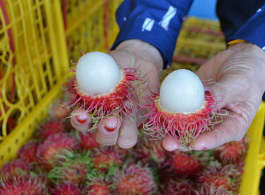 ร่วมกับสหกรณ์การเกษตรบรบือ จำกัด ... พารามิเตอร์รูปภาพ 3